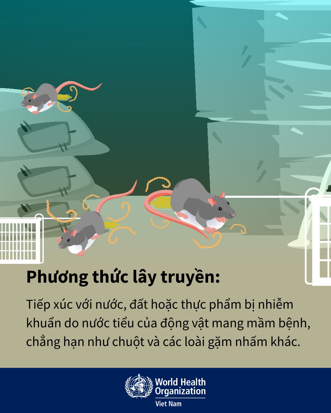 Cẩn trọng với bệnh xoắn khuẩn vàng da mùa lũ- Ảnh 3.